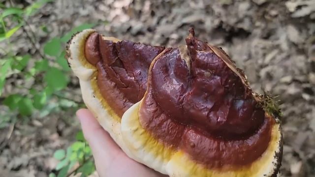 REISHI -Vindeca cancerul /astmul/diabetul/depresia/insomnia. Ciuperca minune . смотреть онлайн