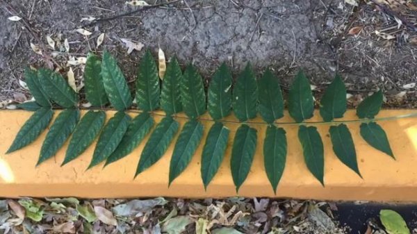 How to Identify Ailanthus altissima, the Tree of Heaven