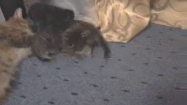 Жизнь Муси #6. Котятам 1 месяц. смотреть онлайн