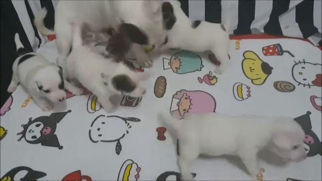 Самые милые щеночки! Щенки. Смешные животные смотреть онлайн