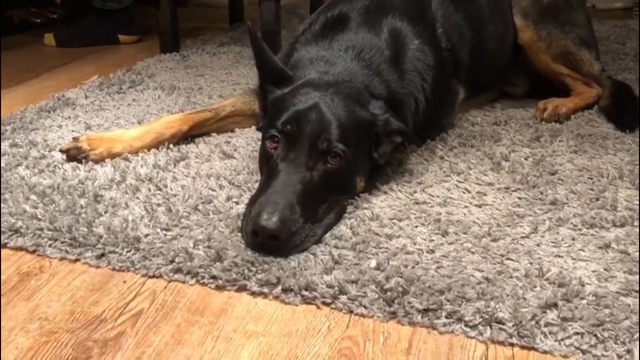 собачий блюз смотреть онлайн