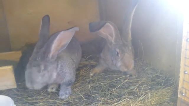 Ризен , шиншиловый и агути смотреть онлайн