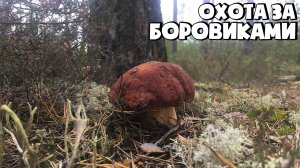 СОБИРАЮ БЕЛЫЕ ГРИБЫ БОРОВИКИ В ЛЕНИНГРАДСКОЙ ОБЛАСТИ