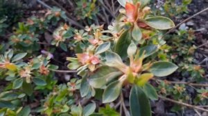 Азалия японская. Как почистить и сделать обрезку после цветения. 06.06.2022