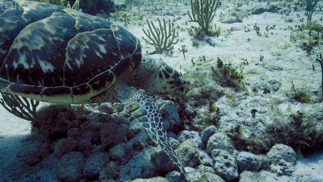 [NEW] 11H Exploring the Mesmerizing Underwater World: Coral Reef Fish in a Stunning Aquarium смотреть онлайн