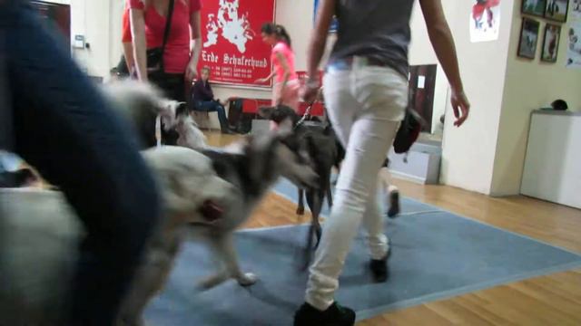 #1 подготовка к выставке. смотреть онлайн