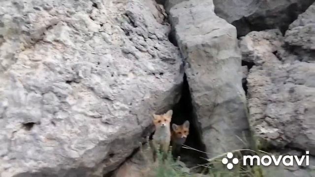 КРЫМ. ДИКИЕ ЛИСЯТА. Первая встреча.Встреча с лисой. Маленькие лисята, природа Крыма. смотреть онлайн