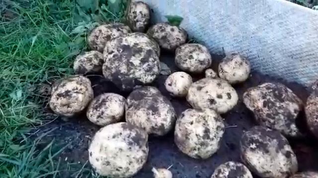 СОРТ КАРТОФЕЛЯ АНТОН. РОЖДЕНИЕ ЗВЕЗДЫ. смотреть онлайн