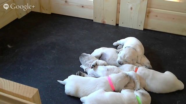 Live Puppy Cam - English Cream Golden Retrievers смотреть онлайн