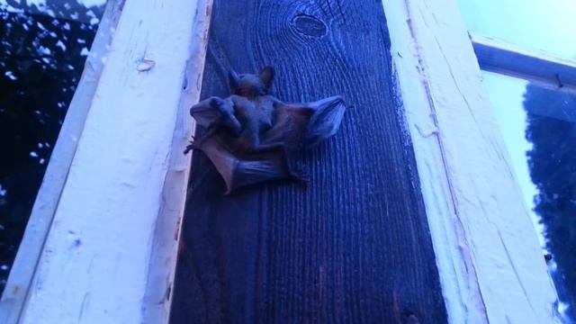 Маленькая летучая мышь. смотреть онлайн