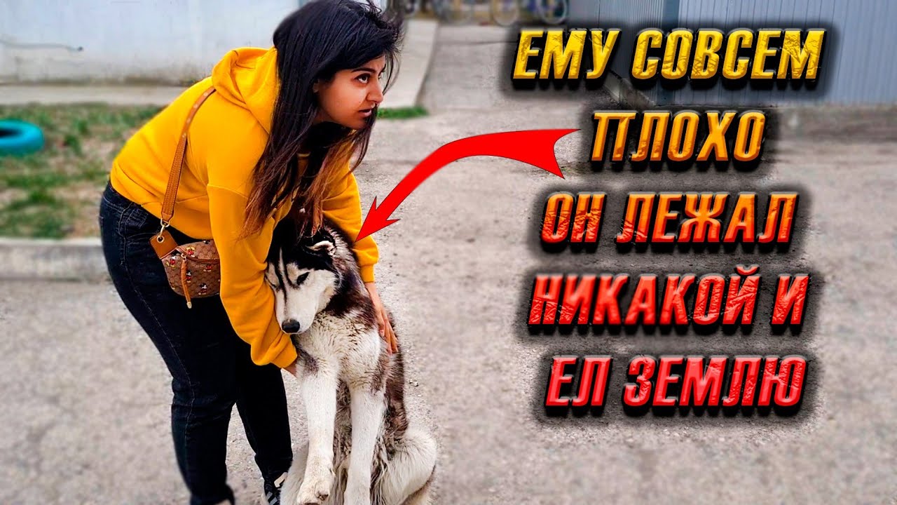 Хаски лежал истощенный, ел землю, а все проходили мимо?.  Что с ним произошло?