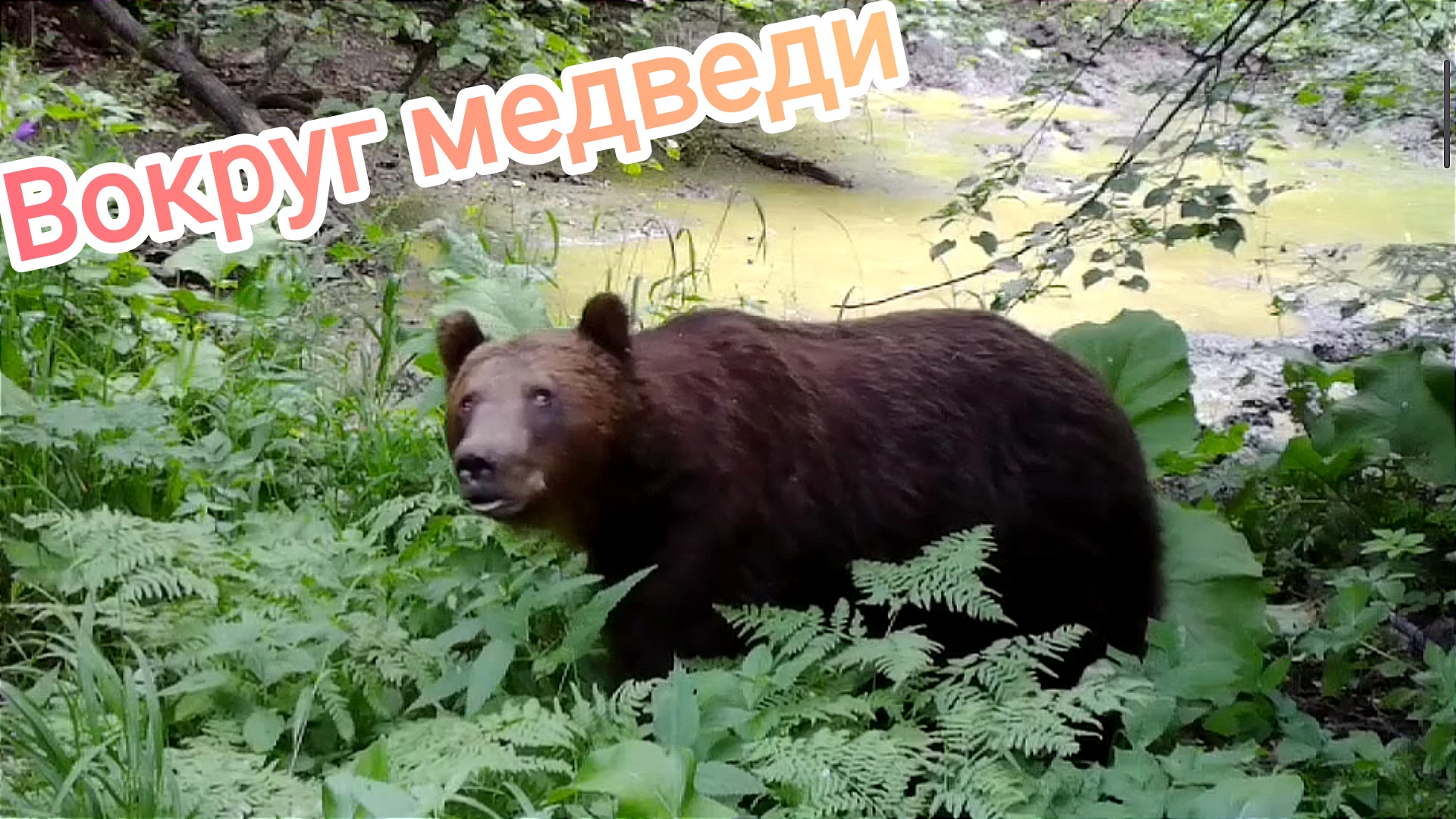 Медведи атаковали фотоловушку на болоте. смотреть онлайн