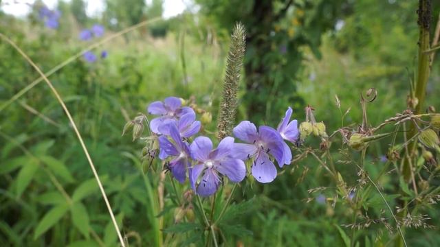 Цветочек на ветру смотреть онлайн