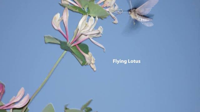 Flying Lotus - Raw Cartoons - Track 9 смотреть онлайн