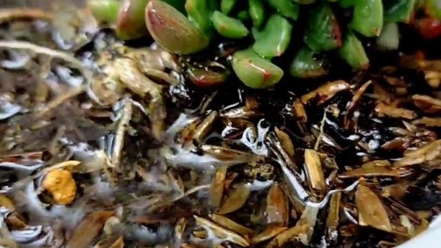 75/100 Graptoveria Bashful Succulent Care || Graptoveria Pink Ruby or Jujube • A red Succulent смотреть онлайн