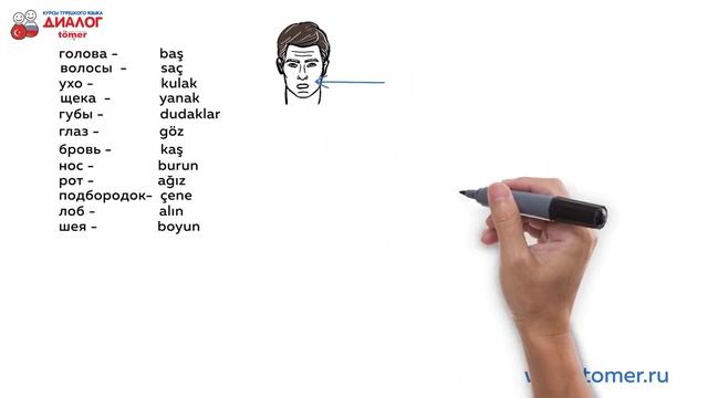 Части тела на турецком языке смотреть онлайн