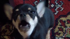 Лай чихуахуа