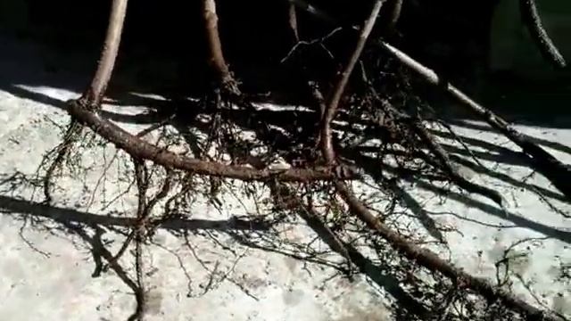 Отводки фундука сорта Трапезунд. смотреть онлайн