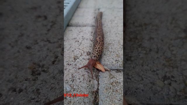 Очень большой и главное быстрый. Tigerschnedel. ? смотреть онлайн