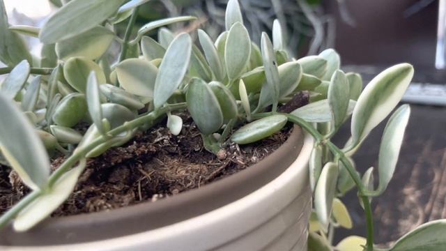 #8 July Daily #shorts - dischidia oiantha variegata смотреть онлайн