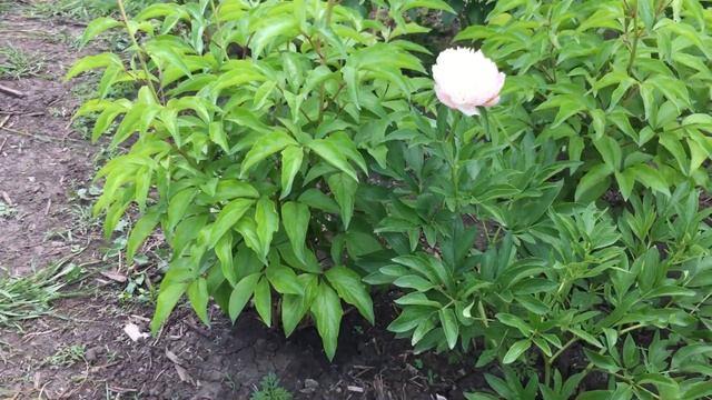 Пион OFFICINALIS ALBA PLENA/Оффициналис Альба Плена смотреть онлайн