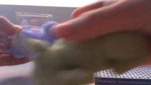 распсковка новых сквиши собачек