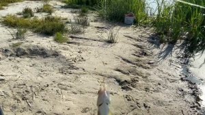 ЛОВЛЯ КРУПНОЙ ПЛОТВЫ НА РЕЗИНКУ! Рыбалка на резинку