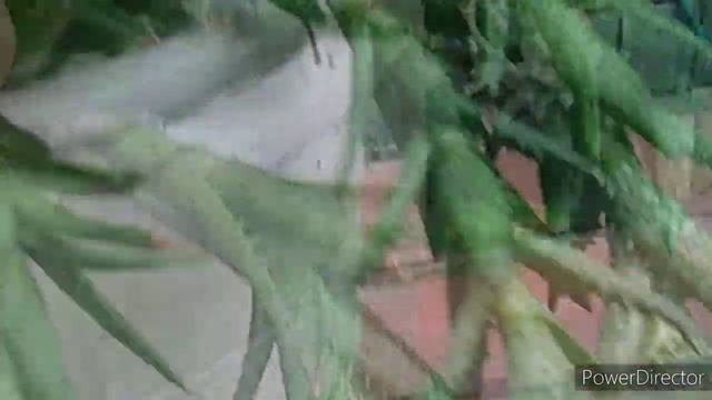 Família Asfhodelaceae, Aloés, Gasterias...ATUALIZAÇÃO.. смотреть онлайн