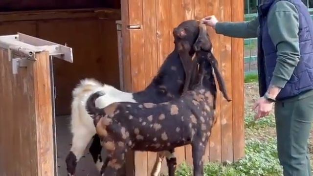 Козы с очень длинными ушами поселились в зоопарке Ростова. смотреть онлайн