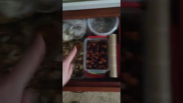 белка дегу, погрызушки