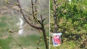 ПОДКОРМКА КУСТАРНИКОВ ВЕСНОЙ || ЛУЧШЕЕ УДОБРЕНИЕ