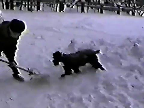Собака Долли и снег смотреть онлайн