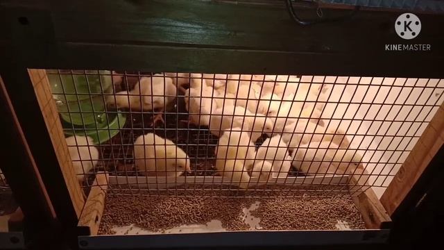 Чуть не угробила козлов ЗЦМом. Замело по пояс. смотреть онлайн