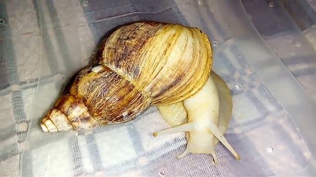 Новая улитка! Ахатина ретикулята. смотреть онлайн