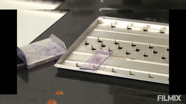 Анатомия и Физиология Человека