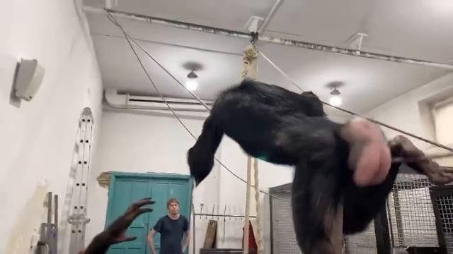 Дан Запашный с шимпанзе в прямом эфире от 02.05.2020 смотреть онлайн