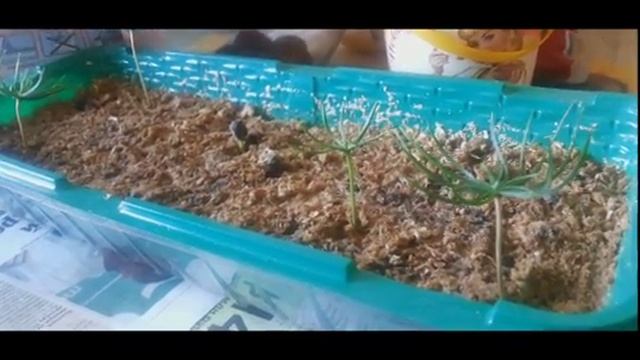 Как быстро вырастить кедры из семян. Рецепт. Результат. смотреть онлайн