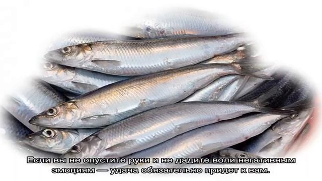 «Селедка к чему снится во сне? Если видишь во сне Селедка, что значит?» смотреть онлайн