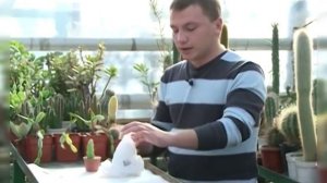 Мастер-класс:  прививка на кактусе