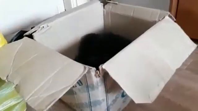 Кот Морсик в коробке | Фонд Умка