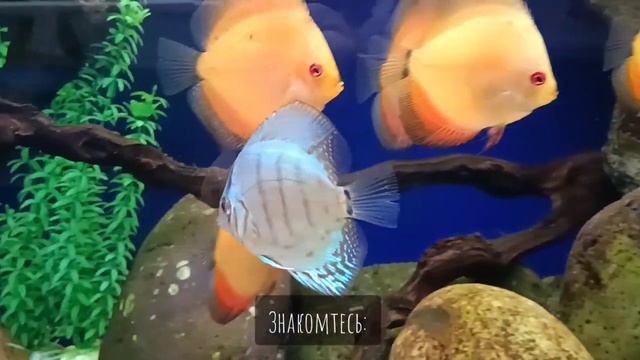 Дискусы в аквариуме! Всё о КОРОЛЕВСКОЙ РЫБКЕ