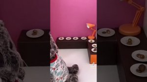 Басики из тик тока(◍•ᴗ•◍)