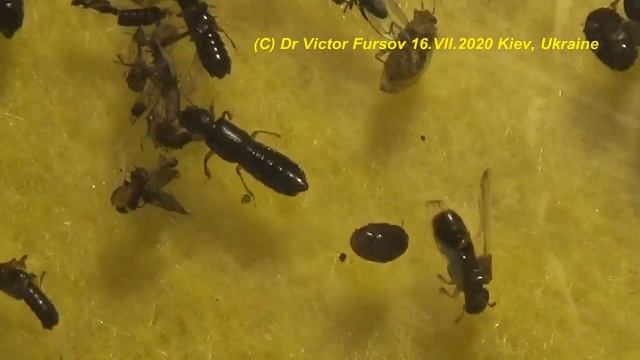 Какие Семейства Жуков (Coleoptera) Летят на Свет Лампы? смотреть онлайн