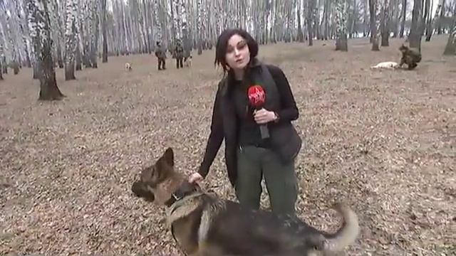 Военные кинологи раскрыли секрет подготовки собак смотреть онлайн