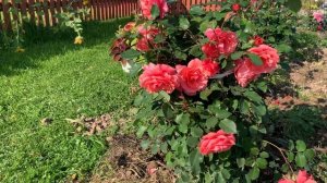 Роза али-баба цветение 21.09.2020 Чудесная красавица! Подбираем компаньонов!