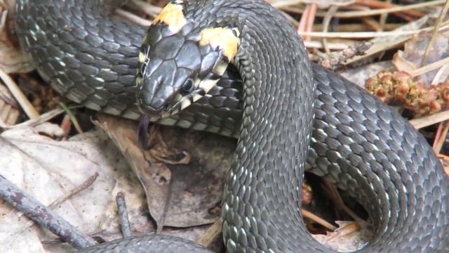Обыкновенный Уж - маленькая неядовитая змея, The grass snake смотреть онлайн