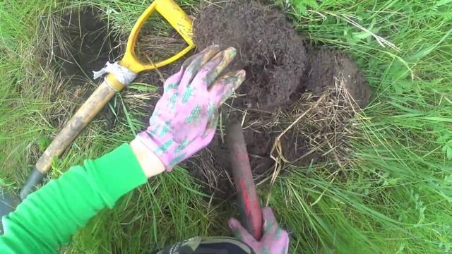 Коп 2021.Трава не помешала найти их! Женский поиск монет с металлоискателем XP orx. смотреть онлайн