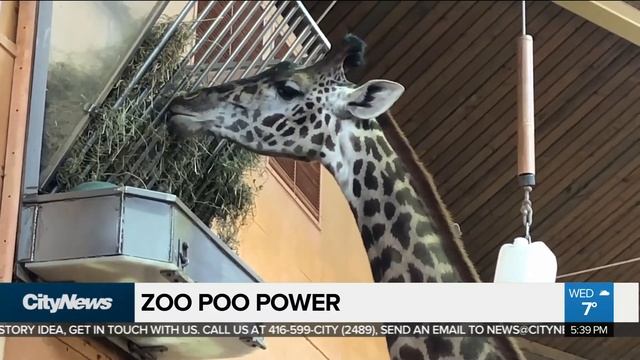 How zoo animal poo being turned into electric power смотреть онлайн