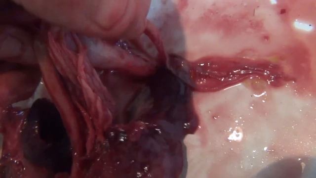 Кулинарные Путешествия по Гастрономическим Культурам