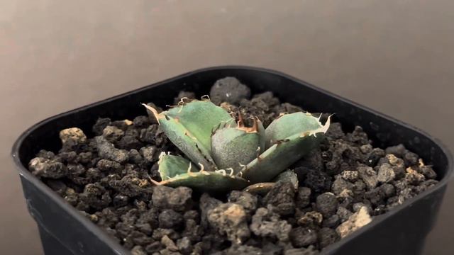 20240221 アガベ・チタノタ 黒豹（芽）-033｜agave titanota black panther смотреть онлайн